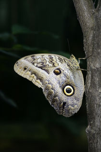 Ecuador, Orellana, Napo River von Danita Delimont