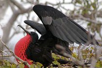 South America, Ecuador, Galapagos, North Seymour Island by Danita Delimont