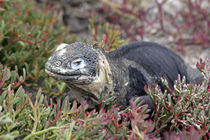 South America, Ecuador, Galapagos, South Plaza Island by Danita Delimont