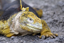 South America, Ecuador, Galapagos, South Plaza Island by Danita Delimont