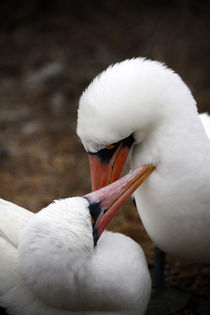 Nazca Boobies Courtship by Danita Delimont