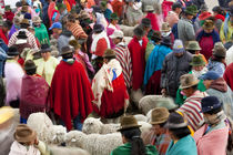 Zumbahua animal market, Ecuador by Danita Delimont