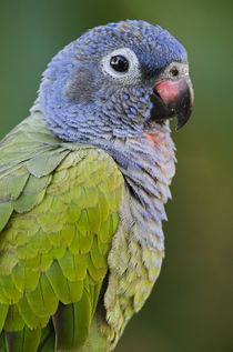 Blue-headed Parrot von Danita Delimont