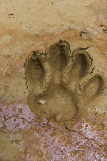 Jaguar Footprints by Danita Delimont