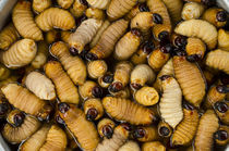 Palm Weevil Grubs to eat by Danita Delimont