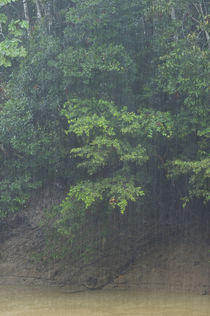 Rain in forest by Danita Delimont