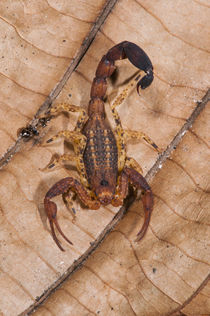 Scorpion Juvenile, Yasuni National Park, Amazon Rainforest, ... by Danita Delimont