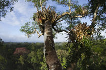 Rainforest Canopy from treetop von Danita Delimont