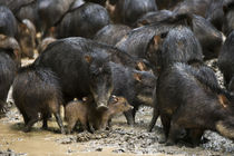 White-lipped Peccary at Saltlick von Danita Delimont