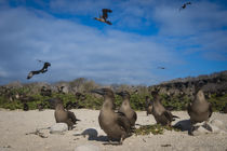 Red-footed Booby juvenile by Danita Delimont