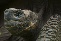 Galapagos Giant Tortoise von Danita Delimont