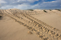 Galapagos Green Sea Turtle tracks Las Bachas by Danita Delimont