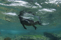 Marine Iguana underwater von Danita Delimont