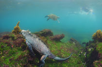 Marine Iguana underwater by Danita Delimont