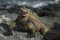 Marine Iguana Fernandina Island von Danita Delimont