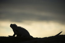 Marine Iguana von Danita Delimont