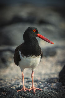 American Oystercatcher von Danita Delimont