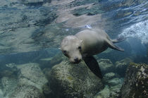 Galapagos Sealion underwater von Danita Delimont