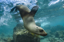 Galapagos Sealion underwater von Danita Delimont