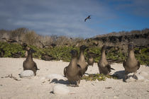 Red-footed Booby juvenile by Danita Delimont