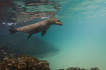 Galapagos Sealion underwater by Danita Delimont