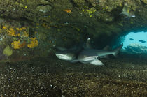 White-tipped Reef Shark von Danita Delimont