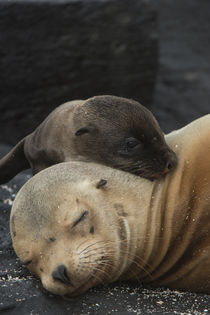 Galapagos Sealion Mother & new pup von Danita Delimont