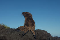 Galapagos Sealion Pup von Danita Delimont