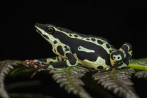 Atelopus spumarius von Danita Delimont