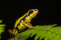 Epipedobates tricolor by Danita Delimont