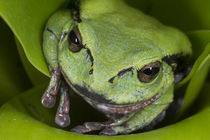 Gastrotheca elicioi by Danita Delimont