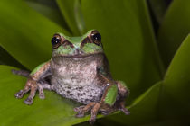 Gastrotheca elicioi by Danita Delimont