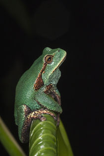 Gastrotheca orophylax by Danita Delimont