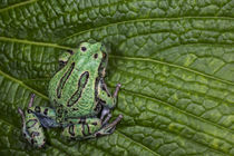 Gastrotheca pseustes by Danita Delimont