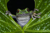 Gastrotheca pseustes by Danita Delimont