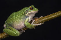 Gastrotheca pseustes by Danita Delimont