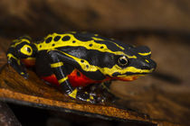 Lemon Harlequin Frog von Danita Delimont