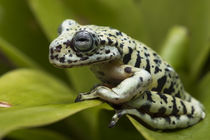 Tiger Tree Frog by Danita Delimont