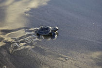 Releasing turtle hatchlings to the sea von Danita Delimont