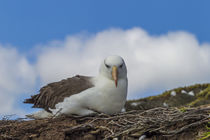 South America, Falkland Islands, Saunders Island von Danita Delimont