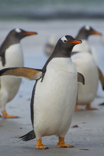 Saunders Island. Gentoo penguin walking on the beach. von Danita Delimont
