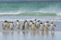 Saunders Island. Gentoo penguins coming out of the ocean. by Danita Delimont