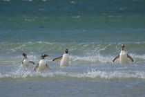 Saunders Island. Gentoo penguins in the water. by Danita Delimont