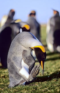 King Penguin, Falkland Islands von Danita Delimont