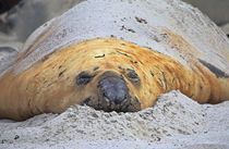 Old Southern Elephant Seal bulls molting on beach, Falkland Islands. von Danita Delimont