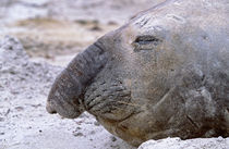 Southern Elephant Seal adult bull molting on beach, Falkland Islands. von Danita Delimont