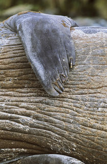 Southern Elephant Seal bull scratching body with fin, Falkla... by Danita Delimont