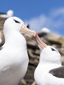 Black-browed Albatross,Falkland von Danita Delimont