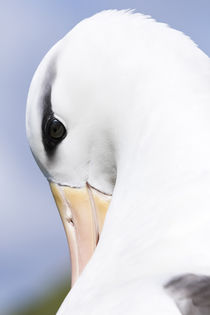 Black-browed Albatross,Falkland by Danita Delimont