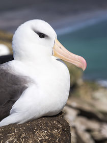 Black-browed Albatross,Falkland von Danita Delimont